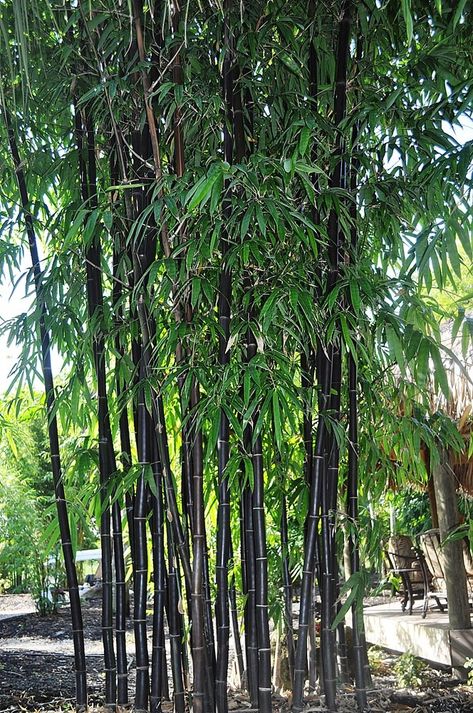 Black Bamboo Plant, Phyllostachys Nigra, Bamboo Landscape, Bamboo Species, Clumping Bamboo, Plants Nursery, Bamboo Roots, Bamboo Plant, Inside Plants