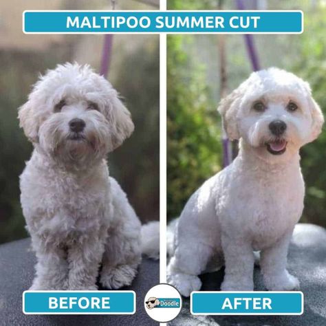 Maltipoo Grooming Styles, Maltipoo Haircut Styles, Maltipoo Haircuts, Grooming Ideas, Shih Tzu Haircuts, Maltipoo Dog, Poodle Cuts, Dog Grooming Tips, Puppy Cut