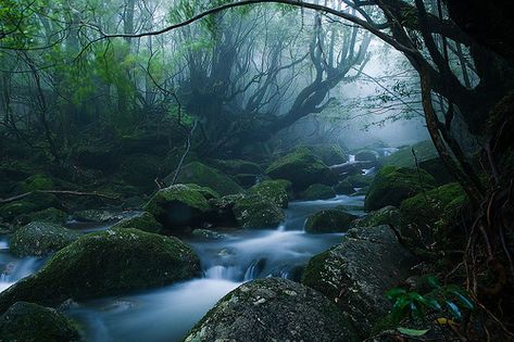 Mononoke forest, Yakushima island. Along the Kusugawa trail. Author: Casey Yee. This picture is under Attribution-ShareAlike 2.0 Generic (CC BY-SA 2.0) license: http://creativecommons.org/licenses/by-sa/2.0/deed.en #forest #trail #stream Yakushima Island, Photo Japon, Yakushima, Japanese Forest, Santa Helena, Natural Magic, Kagoshima, Green Forest, Japan Photo