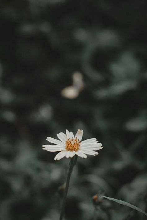 Moody Ipad Aesthetic, Moody Flower Photography, Moody Background Aesthetic, Moody Asethics, Moody Nature Photography, Moody Photography Aesthetic, Moody Aesthetic Pictures, Moody Vibes Aesthetic, Dark And Moody Aesthetic