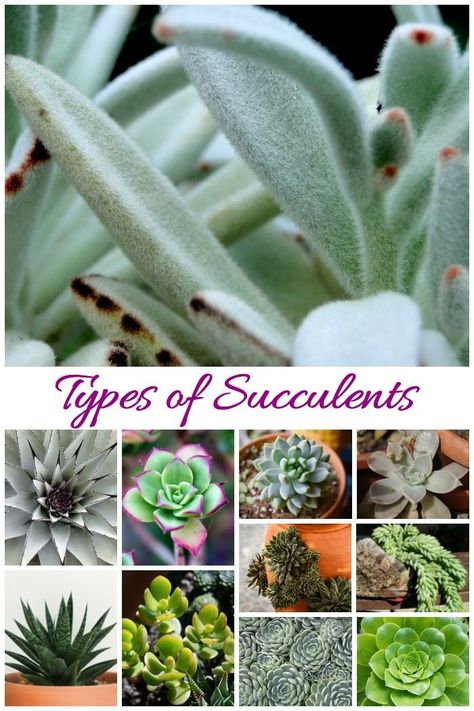 Identifying Succulents, Care For Succulents, Types Of Succulents Plants, Succulent Species, Plant Types, Succulent Display, Buy Succulents, Propagating Succulents, Types Of Succulents