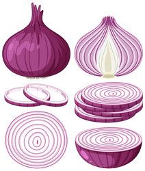 Onion Drawing, Hand Work Embroidery, Food Illustrations, Psd Files, Red Onion, Vector Photo, Png Images, Vector Free, Vector Images