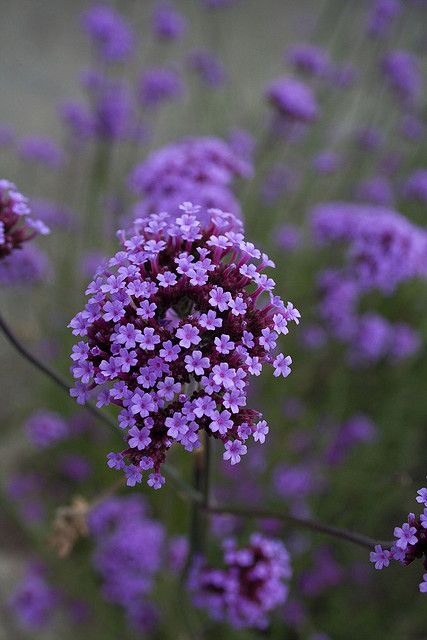 Purple flower by Derek Chaplin.   Such a pretty color and the tiny blooms are so pretty and delicate. Purple Love, All Things Purple, Beautiful Blooms, Flowers Nature, Shades Of Purple, Amazing Flowers, Small Flowers, Love Flowers, The Field