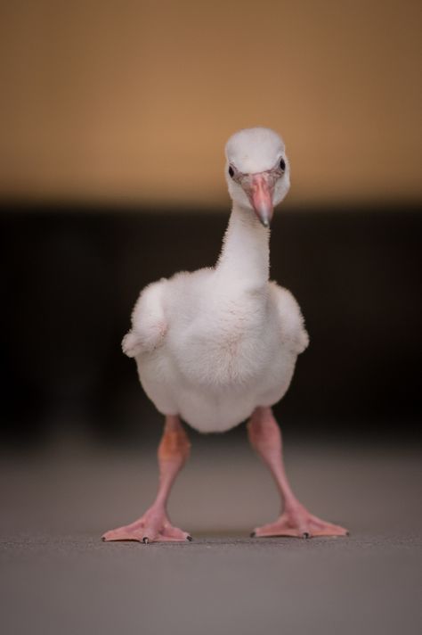 Snake Friends, Greater Flamingo, Flamingo Pictures, Flamingo Tattoo, Let's Flamingle, Chester Zoo, Photo To Art, In The Zoo, Flamingo Bird