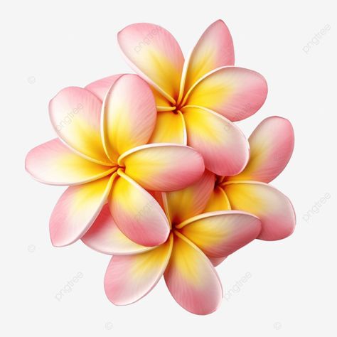 beautiful frangipani tropical flowers isolated Tropical Png, Map Creator, Flowers Tropical, Power Hour, Flyer Ideas, Transparent Image, Holiday Flyer, Tropical Flowers, Png Transparent