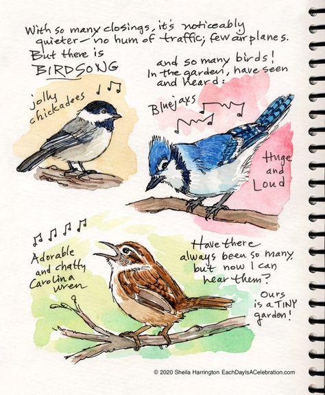 DC – Page 2 – Each Day Is A Celebration Nature Sketchbook Page, Watercolor Nature Journal, Nature Journal Pages, Wildlife Journal, Nature Sketches, Bird Journal, Nature Sketchbook, Wildlife Drawing, Draw Birds