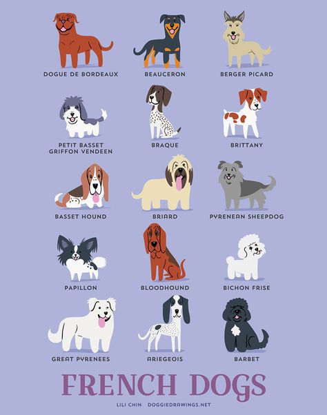 French Dog Breeds | www.petnook.in #petnook Dog Breeds Chart, Different Breeds Of Dogs, Petit Basset Griffon Vendeen, Breeds Of Dogs, French Dogs, 강아지 그림, Dog Print Art, Dog Clip, Springer Spaniel