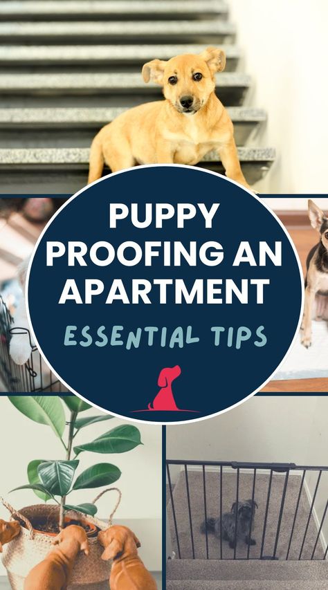 Moving into an apartment with a new puppy? Follow these essential tips to puppy-proof your space and keep them safe. Learn how to make your home a puppy-friendly environment! Puppy Proofing House Ideas, Puppy Proofing House, Games For Puppies, Moving Into An Apartment, Dog Car Safety, Puppy Pens, Apartment Dogs, Apartment Guide, Moving Apartment