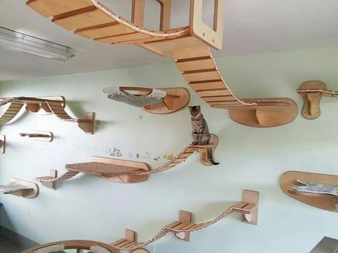 Aerial cat obstacle course Cat Walkway, Katt Diy, Cat Furniture Design, Kat Diy, Chat Diy, Cat Heaven, Cat Run, Cat Playground, Cat Perch