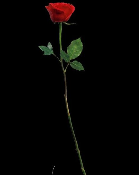 Rose Png For Editing, Gulab Full Photo, Gulab Ke Phool, Full Black Wallpaper, Best Photography Logo, Mustang Wallpaper, Hd Background Download, Party Photo Backdrop, Dslr Background