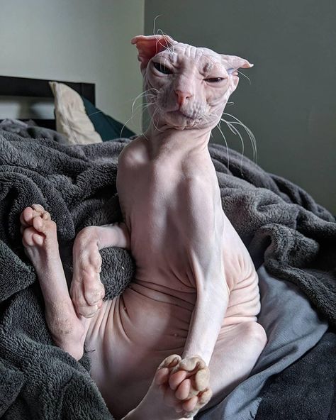 Cute Hairless Cat, Filmy Vintage, Ugly Cat, Sphinx Cat, Dream's Cat, Hairless Cat, Sphynx Cat, Silly Animals, Cat Accessories