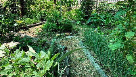 Syntropic Garden, Syntropic Agroforestry, Syntropic Agriculture, Syntropic Farming, Perma Garden, Subtropical Forest, Forest Farming, Allotment Planning, Regenerative Gardening