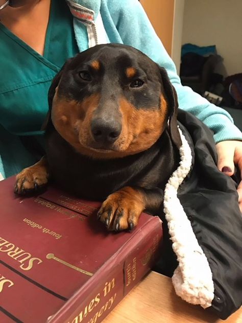 Rare Skin Condition Causes Dachshund to Inflate into Plump Wiener Dog Weiner Dog Humor, Fat Animals, Fat Dogs, Goofy Dog, Weenie Dogs, Silly Dogs, Dachshund Puppies, Silly Animals, Weiner Dog