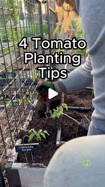 Tomato Growing Tips, Tomato Container Gardening, Tomato Planting, The Constant Gardener, Tomato Growing, Tomato Varieties, Arizona Gardening, Plant Life Cycle, Growing Veggies