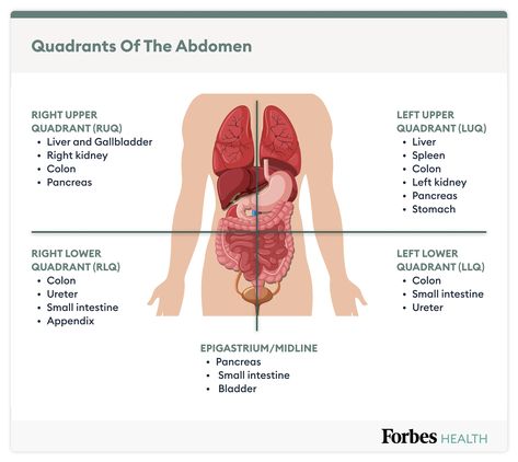 Quadrants Of The Abdomen, Lower Abdominal Pain, Large Bowel, Medical Study, Medical Words, Study Essentials, Lower Abdomen, Irritable Bowel, Medical Studies