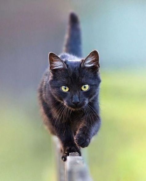 Cats Pretty Pets, Cat Walking, Söt Katt, Image Chat, A Black Cat, Cute Cat Gif, Cat Photography, Cats Kittens, Humor Funny