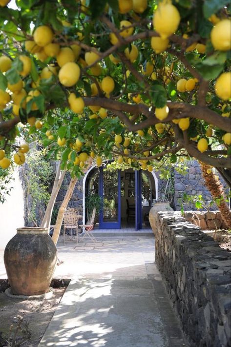 Meyer Lemon Tree, Lemon Grove, Meteor Garden 2018, Mediterranean Garden, Olive Garden, Kew Gardens, Lemon Tree, Beautiful Places To Travel, Prado