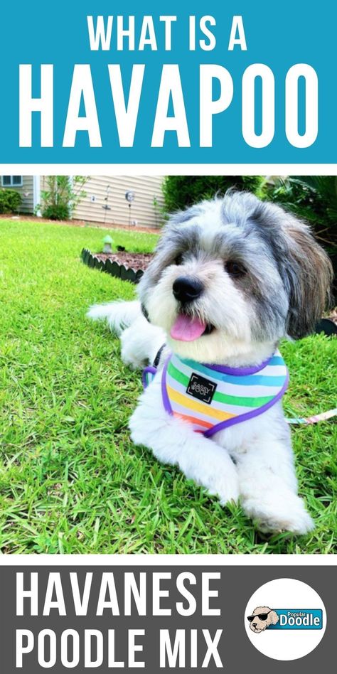 Havanese Poodle Mix Puppies, Havanese Poodle, Havapoo Puppies, Poodle Mix Breeds, Poodle Mix Puppies, Show Dogs, Poodle Mix Dogs, Havanese Dog, Puppy Friends