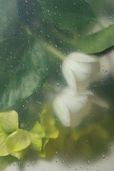 Wet Flowers Behind Glass Wallpaper, Wet Glass Flower Wallpaper, Misty Flower Wallpaper, Blurry Mist Flowers Wallpaper, Flowers Through Condensed Glass Wallpaper, Water Drop Flowers Wallpaper, Rainy Flowers Wallpaper, Rainy Spring Wallpaper, Flower Behind Glass Wallpaper