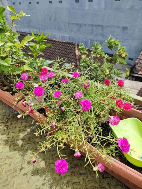 Bunga Krokot - Indah - Beautiful - Colourful Flowers Rose Moss, Portulaca Grandiflora, Beautiful Flowers, Collage, Plants, Flowers, Pins, Quick Saves