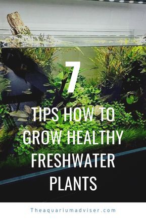 In this post I will add things that will make a difference on how quick and how successful you are growing healthy plants in your planted aquarium. Freshwater Plants Lighting, Nutrient-Rich Substrate, Fertilizer, Co2, Balance Of Fish To Plants, Floating Plants, Tank Mates, Types Of Plants and more. Plants Lighting, Aquarium Freshwater, Beautiful Tropical Fish, Freshwater Plants, Freshwater Aquarium Plants, Tropical Freshwater Fish, Aquascape Aquarium, Fish Tank Plants, Floating Plants