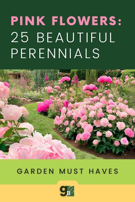 25 Stunning Pink Perennials to Enhance Your Garden — Gardening, Herbs, Plants, and Product Reviews Pink Flower Garden Ideas, Sunny Perennial Garden Flower Beds, Pink Perennial Flowers, Pink Flower Bed, Perennial Geraniums, Pink Flower Garden, Patio Oasis, Perennial Garden Plans, Gardening Herbs