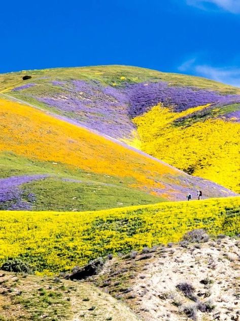 California Super Bloom, Carrizo Plain, Growing Citrus, River Restaurant, Los Padres National Forest, California Wildflowers, Super Bloom, Metal Raised Garden Beds, Sacramento River