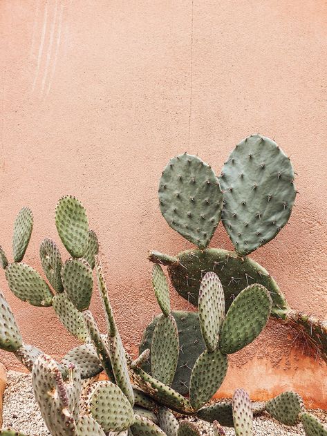 Rust And Green Aesthetic, Wall Records, Brown Cactus, Aesthetic Cactus, Cactus Aesthetic, Cactus Wallpaper, Cactus Backgrounds, Cactus Images, Boho Cactus