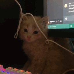 Cute Kitten Gif, Kitten Gif, Cat Icon, Cute Cat Gif, Silly Animals, Cute Cats And Kittens, Silly Cats, Cats Meow, Pretty Cats