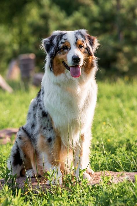 Shepard Dogs Australian, Sherman Shepherd Dogs, Australian Shepard Puppies, Pretty Dog Breeds, Australian Shepherd Full Grown, Baby Australian Shepherd, Farm Dog Breeds, Austrian Shepherd, Australian Shepherd Aesthetic