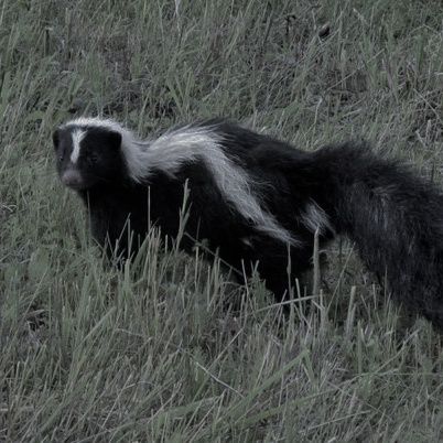 Skunk Fursona, Skunk Aesthetic, Skunk Cute, Hello Everynyan, Cool Animals, Favorite Animals, Silly Animals, The Witch, Nature Animals