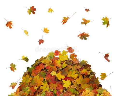 Pile of Fall Leaves. Autumn falling leaves on white background #Sponsored , #Sponsored, #SPONSORED, #Fall, #Autumn, #white, #Leaves Bush Drawing, Fall Leaves Drawing, Pictures Of Leaves, Leaf Pile, Pile Of Leaves, Leaves Clipart, Fall White, Leaves Illustration, Leaf Clipart