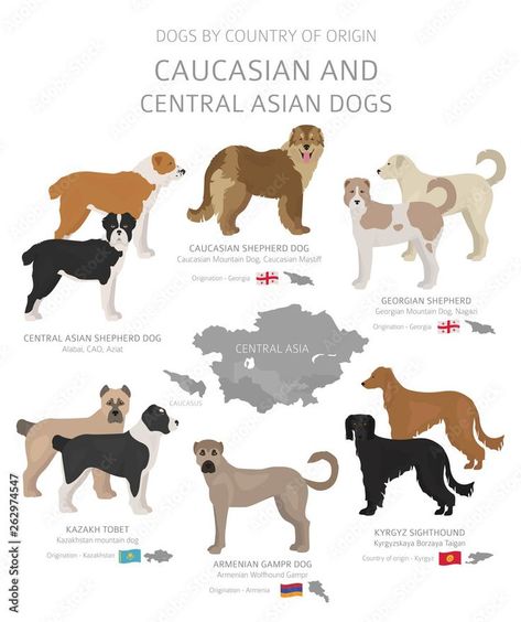 Caucasian & Central Asian Dogs ▪︎ Livestock Guardian Dogs: Kazakh Tobet, Armenian Gampr, Georgian Shepherd, Central Asian Shepherd, Caucasian Shepherd Dog ▪︎ Sighthound: Kyrgyz | stock.adobe.com Chinese Dog Breeds, Livestock Dog Breeds, Armenian Gampr Dog, Georgian Shepherd, Caucasian Dog, Russian Dog Breeds, Irish Dog Breeds, Dog Breeding Kennels, Asian Shepherd Dog