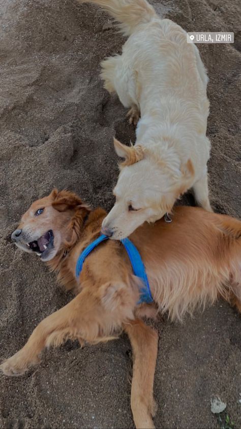 cute dogs/dogs are playing/golden retrievers/insta dog/puppy/two dog/brown dog/ Two Dogs Together, Dogs Together, Dog Brown, Brown Dog, Two Dogs, Golden Retrievers, Dog Puppy, Small Dogs, Dogs And Puppies