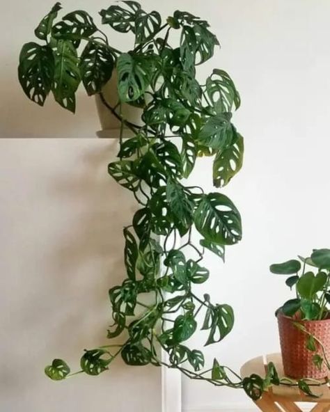 Best Plants You Need According To Your Zodiac Monstera Plant Aesthetic, Hanging Monstera, Monstera Decor, Tanaman Indoor, Vertical Wall Planters, Plant Goals, نباتات منزلية, Household Plants, Plants Are Friends