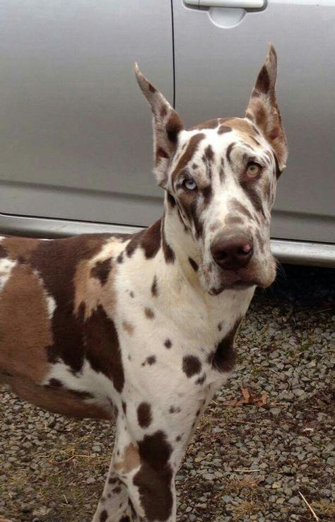 My Future Baby, Camo | Chocolate Harlequin Great Dane Cai Sălbatici, Dane Puppies, Söpö Kissa, Psy I Szczenięta, Great Dane Puppy, Dane Dog, Great Danes, Great Dane Dogs, Pretty Dogs