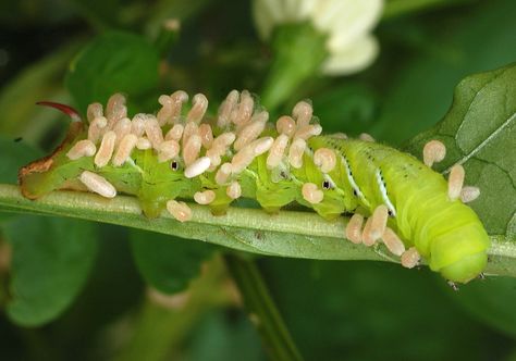 Parasitic Wasp Parasitism Examples, Garden Pests Control, Scale Insects, Insect Control, Garden Pests, Wasp, Beetles, Raised Garden Beds, Pest Control