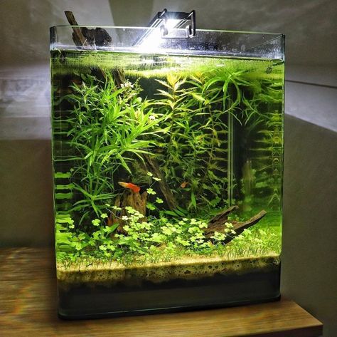 Aquarium Design Fish Tanks, Walstad Aquarium, Small Aquarium Ideas, Nano Aquascape, Cube Aquarium, Fish Aquarium Decorations, Aqua Tank, Fish Tank Terrarium, Cool Fish Tanks