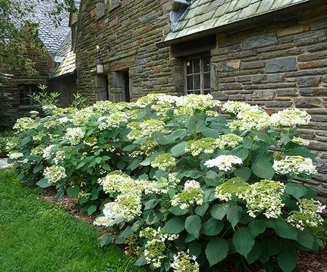 'Haas' Halo' Smooth Hydrangea Incrediball Hydrangea, Fence Yard, Annabelle Hydrangea, Hydrangea Landscaping, Big Leaf Hydrangea, Hydrangea Varieties, Types Of Hydrangeas, Smooth Hydrangea, Hydrangea Arborescens