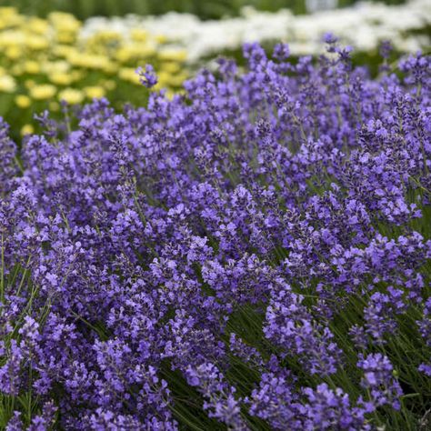 Types Of Lavender Plants, English Lavender Plant, Munstead Lavender, Lavender Plants, Organic Mulch, English Lavender, Border Plants, Lavender Plant, Starter Plants