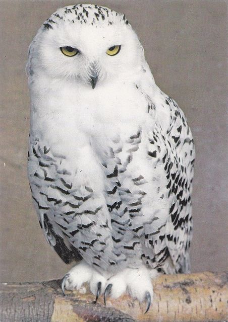 Want an snow owl as a pet                                                       … Hogwarts, White