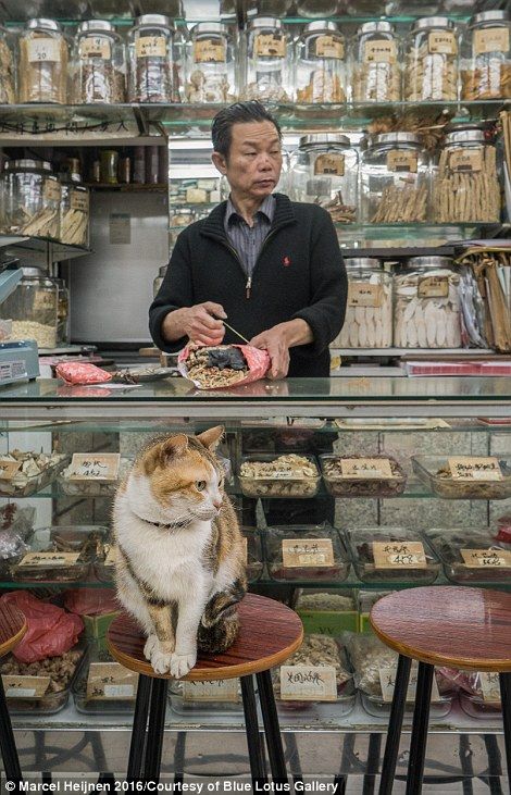 Drawn to the ubiquitous shop cats, Heijnen spent one year photographing the adorable pets ... Cards Valentines Day, Hong Kong People, Bodega Cat, Narrative Photography, Cards Valentines, Valentines Day Love, Image Chat, Diy Valentine, Heart Pictures