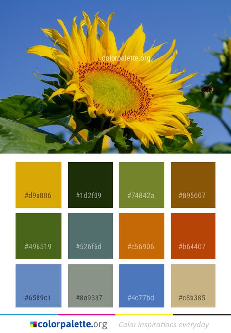 Color Palette Sunflower, Sunflower Yellow Color, Yellow Color Palette, Flower Sunflower, Colors Inspiration, Sunflower Colors, Heart Coloring Pages, Sunflower Pictures, Color Palette Yellow