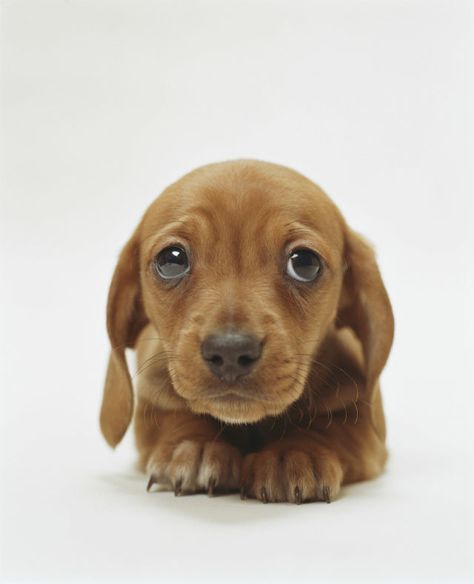 Now this is the powerful impact of puppy eyes! Ras Anjing, Psy I Szczenięta, Puppy Dog Eyes, Cute Dog Photos, Weenie Dogs, Dog Eyes, Dachshund Puppy, Dachshund Love, Puppy Eyes