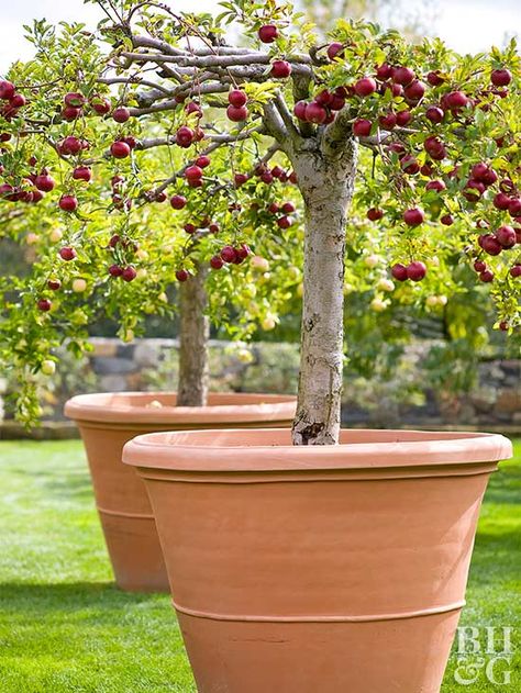 Whether you call them dwarf, miniature, or patio-size, dwarf fruit trees are the perfect size for many planting locations. Plant Grafting, Planting Fruit, Nut Trees, Mini Mart, Edible Gardening, Growing Fruit Trees, Tanaman Pot, Jardim Diy, Gothic Garden