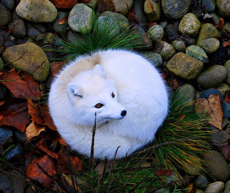 Arctic fox in her new winter coat.... by vermillion$baby, via Flickr Baby Arctic Fox, Fox Breeds, Volpe Artica, Fox Species, Fuchs Baby, Arctic Fox, Cute Fox, Sphynx, White Fox