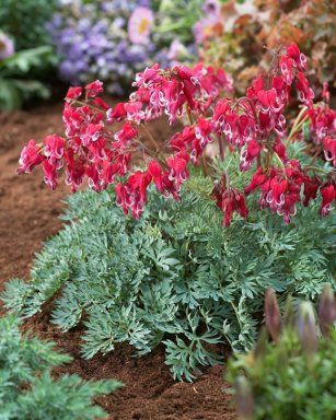 Burning Hearts with cherry red flowers in early summer atop long-lasting grey-green foliage. Blooms All Summer, Spring Perennials, Long Blooming Perennials, Stop Acid Reflux, Edging Plants, American Meadows, Red Bouquet, Small Shrubs, Shade Flowers