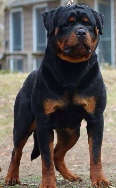 Hulk Pitbull, Rottweiler Pictures, Stacked Stone Veneer, Rottweiler Dog Breed, German Rottweiler, Rottweiler Breed, Mastiff Breeds, Rottweiler Love, Real Dog