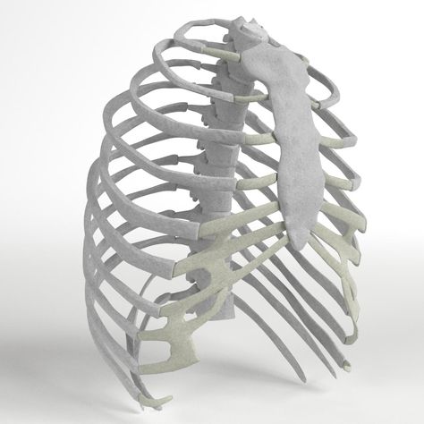 Rib Cage Sculpture, Rib Cage Anatomy, Anatomy Structure, Human Body Bones, Human Ribs, Human Rib Cage, Vertebral Column, Thoracic Vertebrae, Body Bones