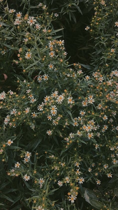 Morning Sky, Flower Lover, Flower Beauty, Nature Aesthetic, Screen Wallpaper, Plant Life, Flowers Photography, Aesthetic Photography, Pretty Flowers